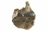 Fossil Dinosaur (Ankylosaurus) Tooth - Montana #338967-1